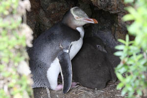Yellow-Eyed Penguin Nest with Chicks