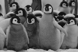 Photo Emperor Penguin Chicks