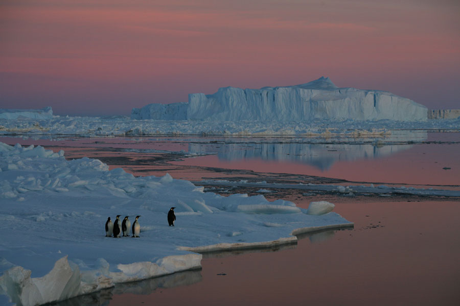 Emperor Penguin Sunset