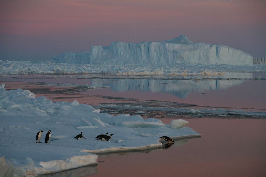 Emperor Penguin Sunset