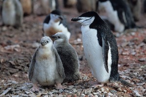 Chinstrap Penguin with chicks