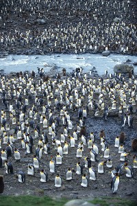 King Penguins, St Andrews