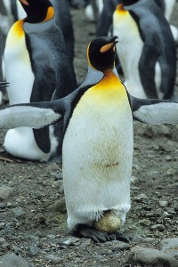 King Penguin incubating egg
