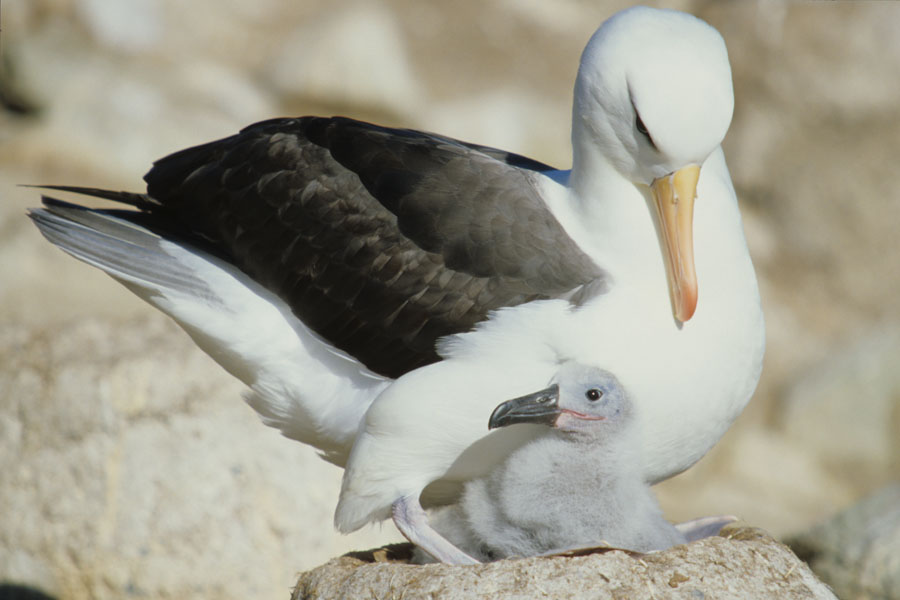 Blackbrowed Albatross and Chick
