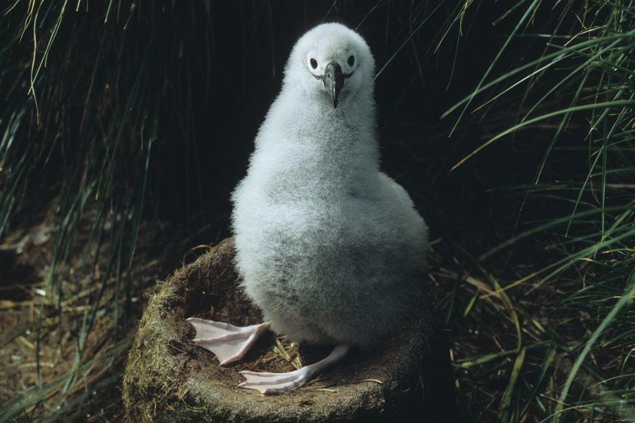 Grey-headed Albatross Chick