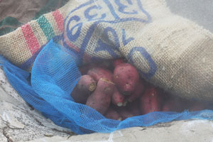 Sweet potatoes cooking on fumarole