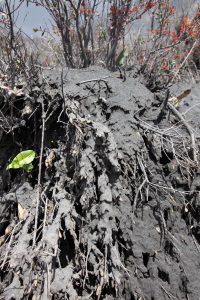 Bush buried by volcanic ash