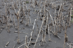 Crops snapped by volcanic ash, Bromo volcano