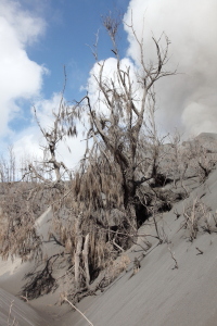 Forest killed by ash fall, Bromo Volcano