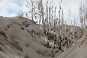 Forest killed by ash fall, Bromo Volcano