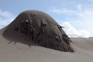 Bush covered in volcanic ash, Bromo volcano