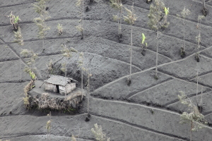Farmland buried in volcanic ash, Bromo volcano