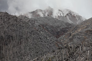 Chaiten Volcano, Forest destroyed by pyroclastic flows