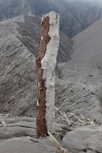 Chaiten Volcano, tree stripped of bark by pyroclastic flows