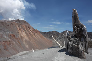 Chaiten Volcano Rhyolite Lava Dome, shattered tree on caldera rim