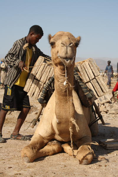 Loaded Camel
