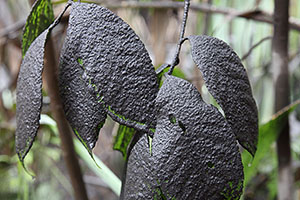 Leaves coated in ash, Dukono volcano
