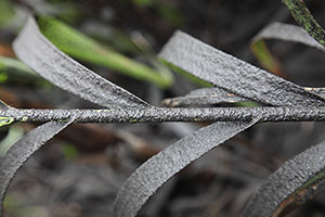 Leaves coated with ash, Dukono volcano