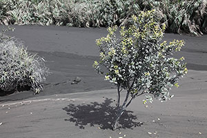 Tree in ash, Dukono volcano
