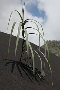 Plant in ash, Dukono volcano