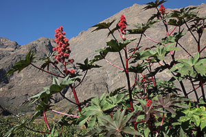 Red flowers with stepp walls of Fogo Caldera behind