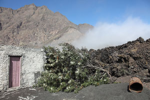 Tree felled by lava flow, Portela settlement, Fogo volcano