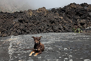 Dog on road covered by lava flow