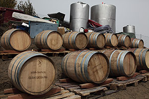 Wine barrels and fermenters saved from lava, Fogo Eruption 2014