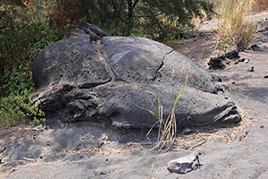 Huge volcanic bomb lying on flank of Anak Krakatau