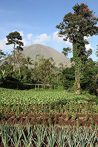 Agriculture at foot of Lokon volcano