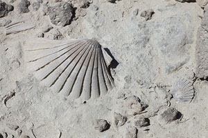 Fossilized seashell, Sarakiniko, Milos