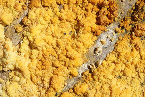 Yellow sulfurous fumarolic deposits at Paliochori beach, Milos