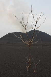 Nyamuragira Volcano vegetation damaged by intense lapilli fall