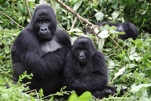 Gorillas, Virunga National Park, Congo