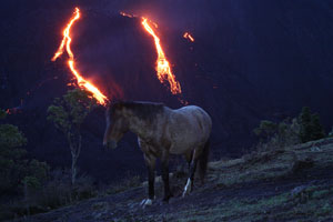 Pacaya Volcano MacKenney Cone Lava Flows with horse in foreground
