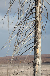 Dead Tree with lower branches facing volcano stripped off. Devastation zone of 1964 eruption of Shiveluch Volcano