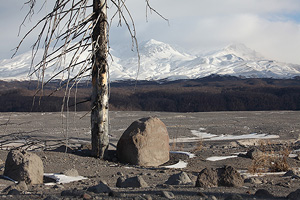 Dead tree and boulders in Debris avalanche plain around Shiveluch Volcano