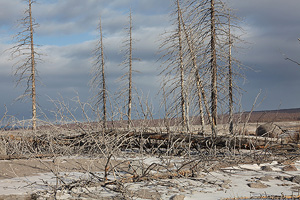 Dead trees in devastation zone of 1964 sector collapse of Shiveluch volcano