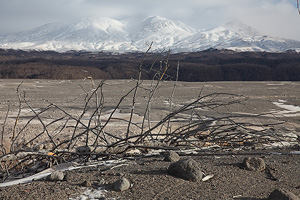Dead tree in devastation zone around Shiveluch volcano