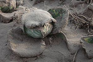 Cabbage coated in ash, Sinabung Volcano