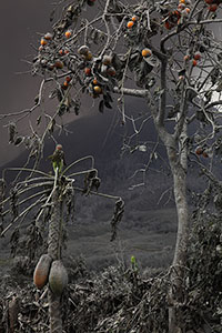 Papaya, Orange plants coated in ash, Sinabung volcano