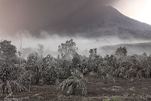 Plantation in ash at foot of Sinabung, Sinabung Volcano