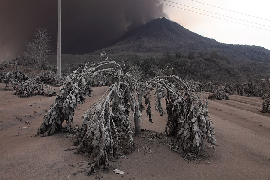 Orange tree destroyed by ash, Sinabung volcano, Indonesia