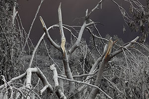 Trees snapped by volcanic ash load, Sinabung volcano