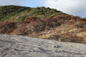 Pumiceous ignimbrite pyroclastic flow deposit, burnt vegetation, trees